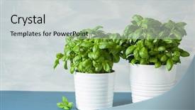  Presentation with lemongrass herb plant fresh leaves - Slide set featuring fresh basil herb in a pot background and a light gray colored foreground