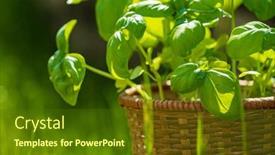  Presentation with garden - PPT layouts featuring fresh-basil-in-the-garden background and a  colored foreground