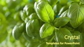  Presentation with herb - Theme having fresh basil leaves herb background background and a tawny brown colored foreground