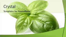  Presentation with tea leaves fresh green leaf - Amazing PPT theme having fresh basil leaves in closeup backdrop and a yellow colored foreground