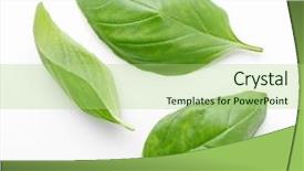  Presentation with leaves - Cool new slides with fresh basil leaves on white backdrop and a mint green colored foreground