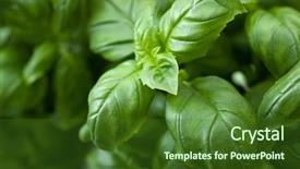  Presentation with leaves - Audience pleasing slide deck consisting of fresh basil leaves backdrop and a forest green colored foreground