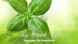  Presentation with water plant - Beautiful slides featuring fresh-basil-leaves backdrop and a shamrock green colored foreground