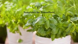  Presentation with mint - Cool new PPT layouts with fresh-basil-parsley-mint-herbs backdrop and a yellow colored foreground