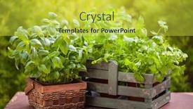  Presentation with mint - PPT theme featuring fresh-basil-parsley-mint-herbs background and a yellow colored foreground