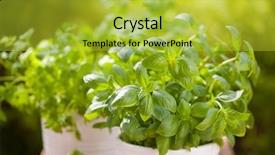  Presentation with herbs - Amazing theme having fresh basil parsley mint herbs backdrop and a yellow colored foreground