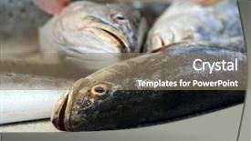  Presentation with frozen ice cold fish - PPT layouts with fresh bay fish on ice background and a  colored foreground