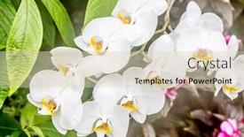  Presentation with beautiful nature - Slide deck featuring fresh-beautiful-vivid-colotful-orchid background and a lemonade colored foreground