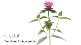  Presentation with bee - Cool new PPT theme with fresh-bee-balm-monarda-didyma backdrop and a white colored foreground
