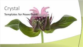  Presentation with bee - Slides enhanced with fresh-bee-balm-monarda-didyma background and a white colored foreground