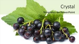  Presentation with currant - PPT theme featuring fresh black currant isolated background and a yellow colored foreground