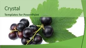  Presentation with currant - Audience pleasing slides consisting of fresh black currant isolated backdrop and a seafoam green colored foreground