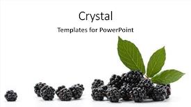  Presentation with blackberry - Slides having fresh-blackberry-and-leaves background and a white colored foreground