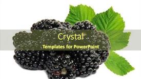  Presentation with blackberry - PPT theme featuring fresh-blackberry-isolated-on-white background and a tawny brown colored foreground