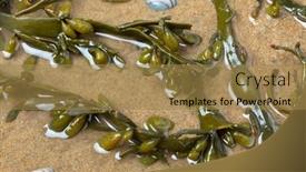  Presentation with bladder - Slide deck enhanced with fresh-bladder-wrack-seaweed background and a coral colored foreground