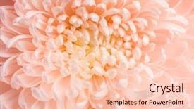  Presentation with chrysanthemum - Presentation consisting of fresh blooming light peachy chrysanthemum background and a lemonade colored foreground