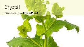  Presentation with plant - Cool new slide deck with fresh-blooming-round-leaved-alexanders backdrop and a blonde colored foreground