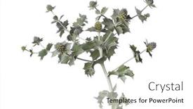  Presentation with holly - Presentation design having fresh blooming sea holly twig on white background background and a white colored foreground