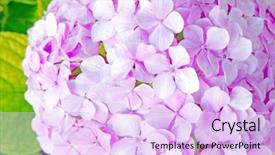  Presentation with hydrangea - Presentation featuring fresh blossom hydrangea flowers close background and a  colored foreground