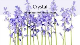  Presentation with blue - Cool new PPT theme with fresh-blue-hyacinths-isolated backdrop and a light blue colored foreground