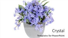  Presentation with lilac flowers bunch over wood - Beautiful presentation theme featuring fresh bluebell flowers bunch isolated backdrop and a white colored foreground