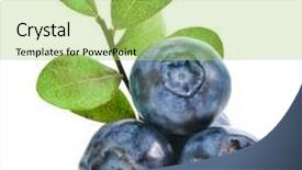  Presentation with blueberries - Presentation theme consisting of fresh blueberries with leaves closeup background and a yellow colored foreground