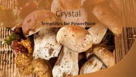  Presentation with wooden - Presentation theme enhanced with fresh-boletus-on-wooden-planks background and a red colored foreground