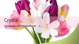  Presentation with tulips - Slide set with fresh bouquet with tulips and crocus isolated on white background and a lemonade colored foreground