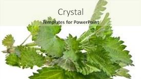  Presentation with nettle - PPT theme featuring fresh branch nettle isolated on white background background and a soft green colored foreground