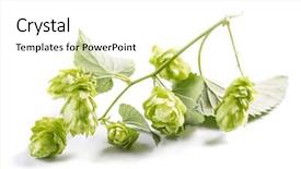  Presentation with hops - Slide set featuring fresh branch of hops isolated background and a white colored foreground