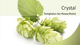  Presentation with hops - PPT layouts with fresh branch of hops isolated background and a blonde colored foreground