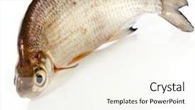  Presentation with fresh bread subway food - Presentation theme consisting of fresh bream fish isolated on a white background background and a cream colored foreground