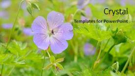  Presentation with fairy garden - Slides enhanced with fresh bright fairy-like garden background and a  colored foreground