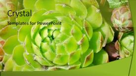  Presentation with green pea plant - Slide deck with fresh bright green a plant background and a  colored foreground