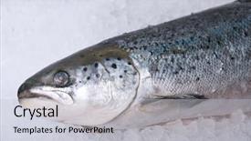  Presentation with trout - Amazing presentation having  backdrop and a  colored foreground