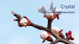  Presentation with spring tree - Cool new PPT theme with fresh buds on a tree in spring backdrop and a sky blue colored foreground