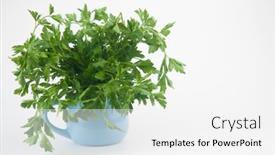  Presentation with blue floral - Beautiful presentation featuring fresh-bunch-green-parsley-bunch backdrop and a white colored foreground