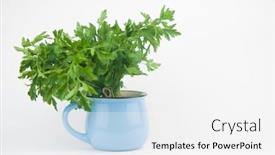  Presentation with blue floral - Presentation theme having fresh-bunch-green-parsley-bunch background and a white colored foreground