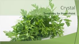  Presentation with element - Beautiful PPT theme featuring fresh-bunch-green-parsley-bunch backdrop and a mint green colored foreground