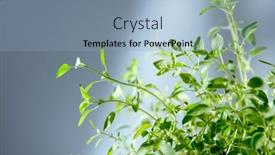  Presentation with vegan food - Audience pleasing PPT theme consisting of fresh-bunch-of-natural-organic backdrop and a light blue colored foreground