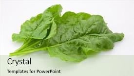  Presentation with swiss chard - PPT theme enhanced with fresh bunch of swiss chard background and a yellow colored foreground