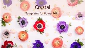  Presentation with floral - Slides with fresh buttercups and anemone background and a lemonade colored foreground