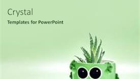  Presentation with high quality - Theme enhanced with fresh-cactus-in-a-ceramic background and a soft green colored foreground