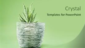 Presentation with light green - Slide set enhanced with fresh-cactus-in-a-ceramic background and a  colored foreground
