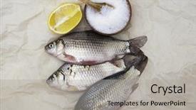  Presentation with colorful fancy carp fish koi - Theme enhanced with fresh carp live fish lying background and a light gray colored foreground