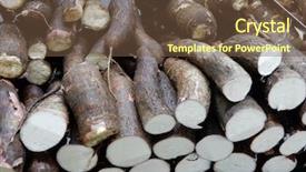  Presentation with cassava - Colorful slides enhanced with fresh cassava with peel backdrop and a tawny brown colored foreground