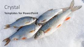  Presentation with shiny - Audience pleasing slides consisting of fresh-catch-chub-and-roaches backdrop and a light gray colored foreground