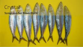  Presentation with sardines - PPT theme consisting of fresh-catch-sardines-fish background and a gold colored foreground
