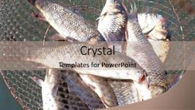  Presentation with fish scales - Amazing slide set having fresh caught fish in cages backdrop and a coral colored foreground