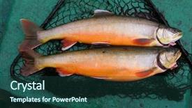  Presentation with fishes - PPT layouts featuring fresh caught fishes closeup - char background and a ocean colored foreground